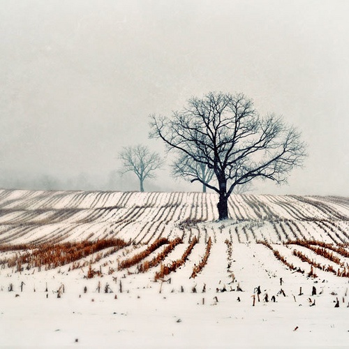 let it snow. let is now. 